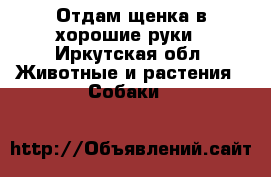 Отдам щенка в хорошие руки - Иркутская обл. Животные и растения » Собаки   